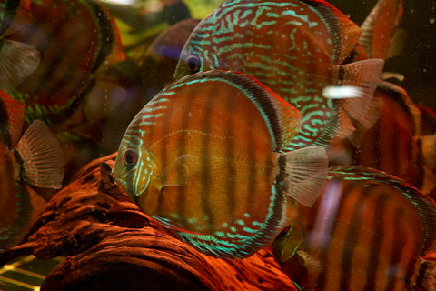 (Brazil Imported)Nhamunda River Red Wild Discus Size Large 6.5”-7” Special Order Wild Discus Fish