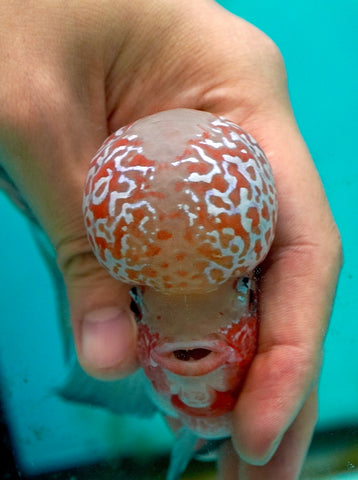#4 Super Red Dragon Flowerhorn (Super Big Hump Head)