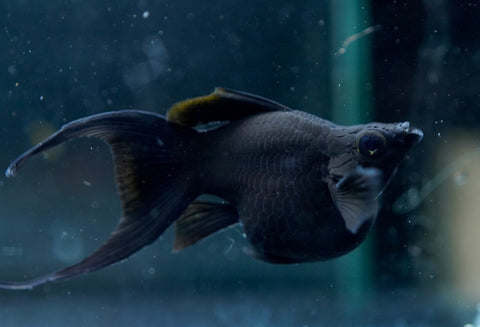Breeding Size Black Balloon Molly