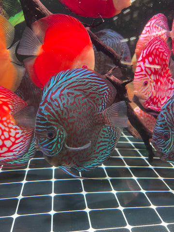 High Body “Heart Shape” Red Tiger Discus size 5-6” Premium Grade Discus