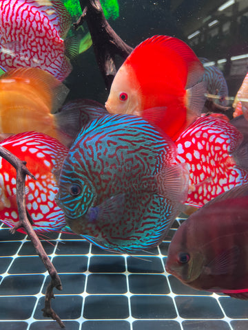 High Body “Heart Shape” Red Tiger Discus size 5-6” Premium Grade Discus