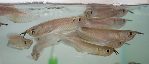 Silver Arowana - size 4”-5”