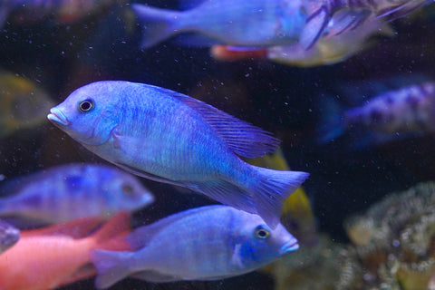 Blue Moorii Dolphin African Cichlid from Lake Malawi Size 4.5”