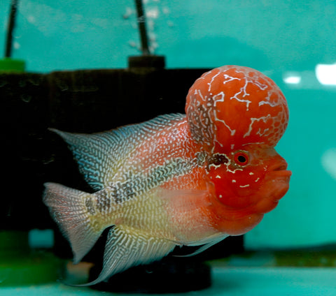 #3 Super Red Dragon Flowerhorn (Super Big Hump Head)