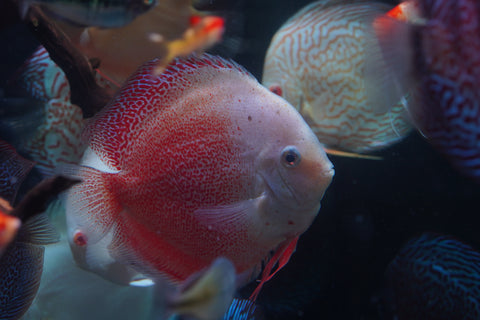 Red Snow Leopard High Body Discus size 4.5” Premium Grade Discus