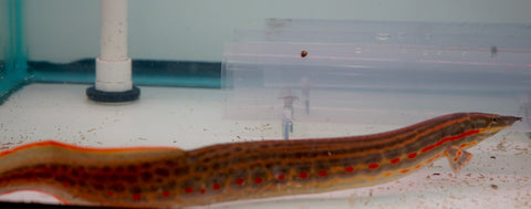 Fire Eel JUMPO size 12-14"