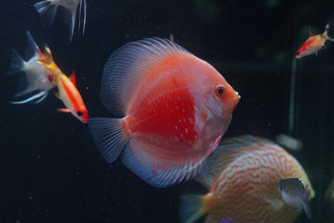 Red Snow Leopard High Body Discus size 4.5” Premium Grade Discus