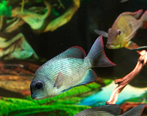 * RARE * Menarambo (Paretroplus menarambo) Madagascar Cichlids Captive Breed (Wild Extinct)