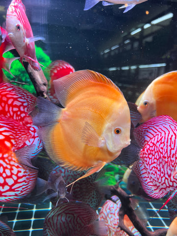 High Body “Heart Shape” Yellow Melon Discus size 5-6” Premium Grade Discus