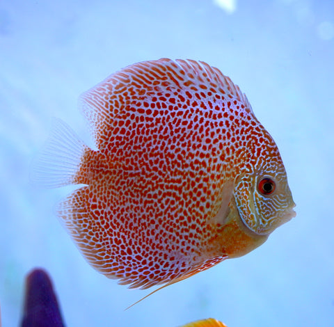Leopard “Panthera” High Body Discus size 4.5” Premium Grade Discus