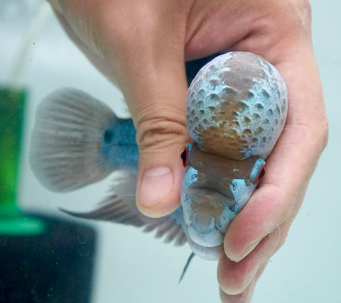 Thai Silk Male Flowerhorn size 4.5”