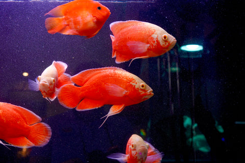 Super Red Chili Oscar Size Large 9”-10”