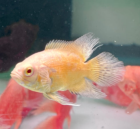 (Limited) Long Fin Lemon Oscar size 4”