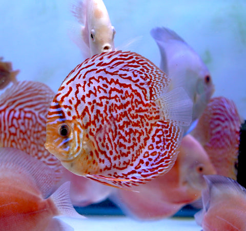 Leopard Snakeskin High Body Discus size 4.5” Premium Grade Discus