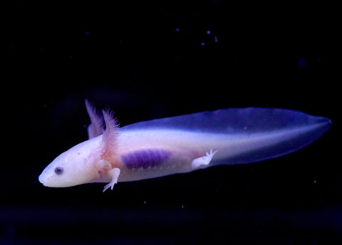 Lucy Axolotl SIZE 3-3.5”