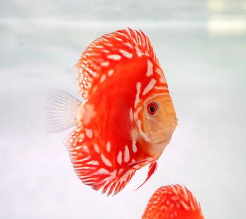 Red Panda Discus Fish 4”-4.5" High Quality Discus