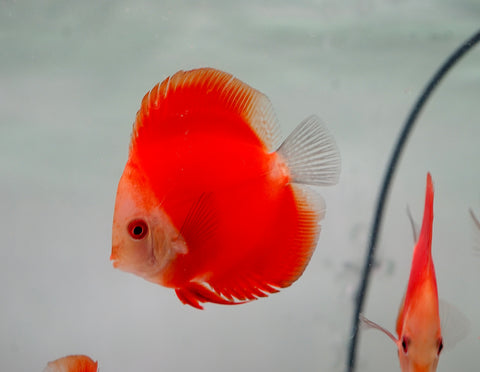 Red Melon Discus Fish 3.5"