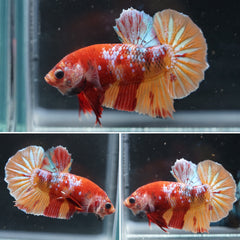 #6 Rainbow Candy Nemo Koi Galaxy Halfmoon Plakat Tail - Live Aquarium Male Betta Fish