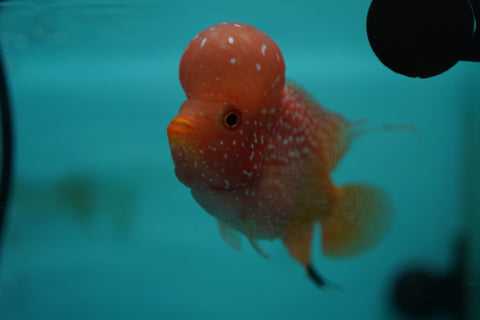 *NEW #7 Golden Base Kamfa Male Flowerhorn (Mini Size 2.5”) Potential Small Kamfa