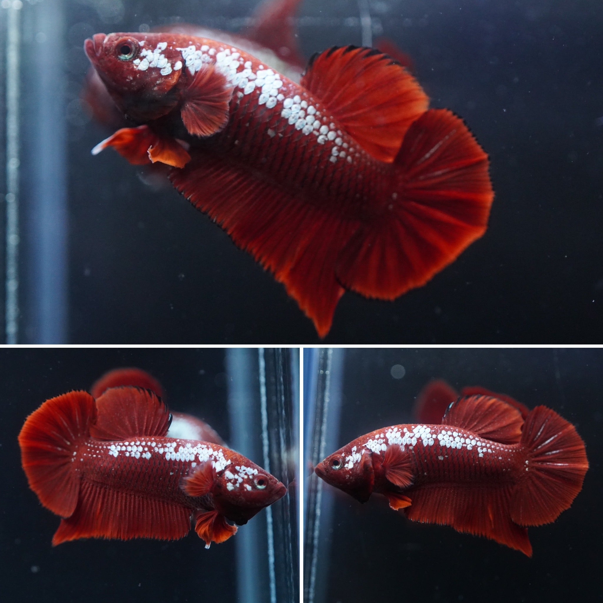 Paramamba Fish #17 (New Arrival) Rare Red Mamba Samurai Male Plakat Betta Fish - High ...