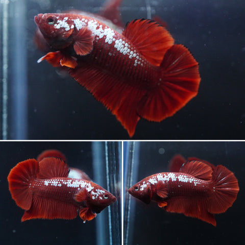 #17 (New Arrival) Rare Red Mamba Samurai Male Plakat Betta Fish - High Quality Live Aquarium Male Betta Fish