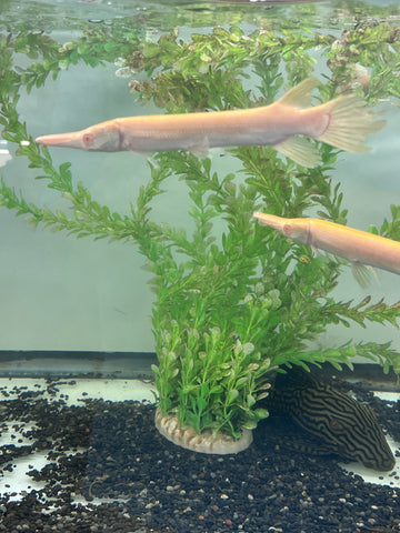 Albino Alligator Gar Fish size 8-10”
