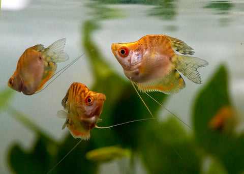 Golden Pearl Balloon Gourami