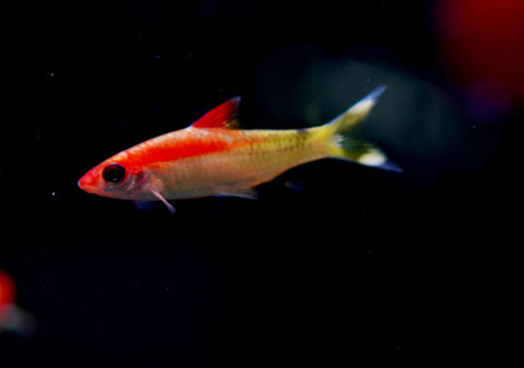 Golden Roseline Shark