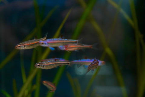 Rainbow Shiner (North American)