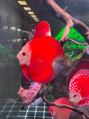 High Body “Heart Shape” Red Melon Discus size 5-6” Premium Grade Discus