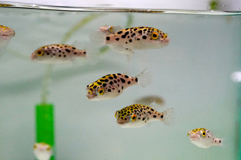 Green Spotted Puffer (Braskish Water)