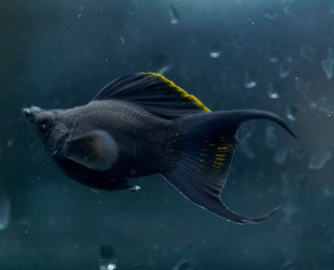 Breeding Size Black Balloon Molly