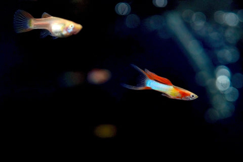 *RARE* Double Swords Red Wild Endler Guppy