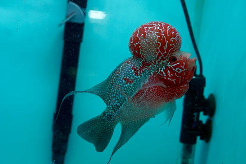 #6 Super Red Dragon Flowerhorn (Super Big Hump Head) size 5"