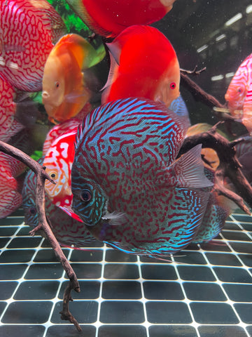 High Body “Heart Shape” Red Tiger Discus size 5-6” Premium Grade Discus
