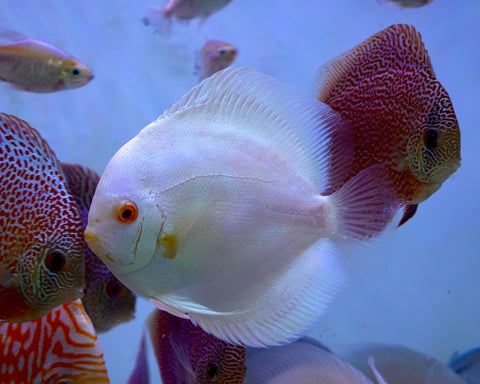 Albino Platinum Premium Discus Size Large 5.5”-6”