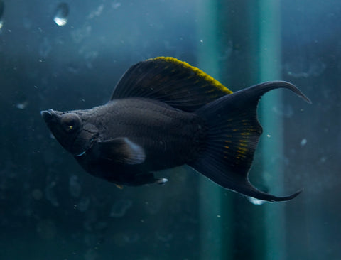 Breeding Size Black Balloon Molly