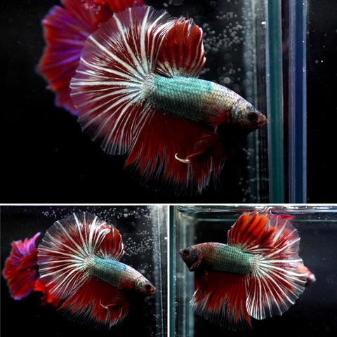 #10 (New Arrival) Green Body Red Star Shining Over Halfmoon Tail - High Quality Live Aquarium Male Betta Fish