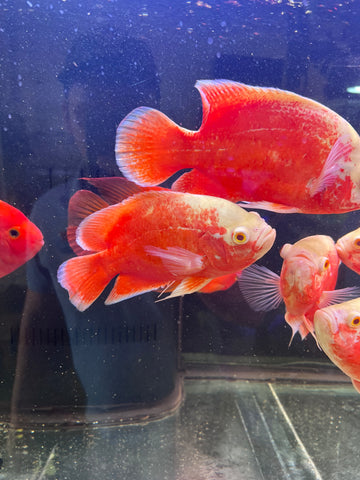 Super Red Chili Oscar Size Large 9”-10”