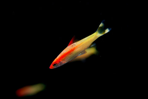 Golden Roseline Shark