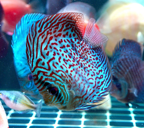 Leopard Snakeskin High Body Discus size 4.5” Premium Grade Discus
