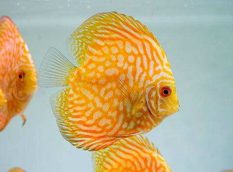 Yellow Pigeon Discus Size 3.5"-4"