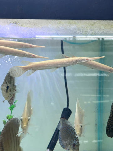 Albino Florida Gar Fish size 8-10”