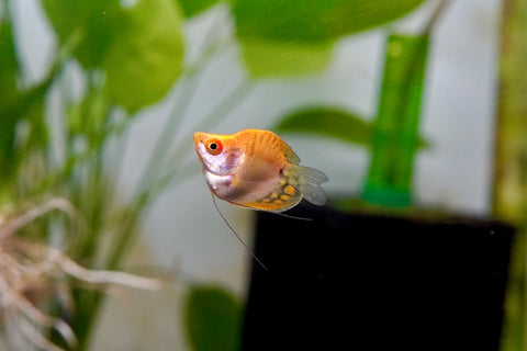 Golden Pearl Balloon Gourami