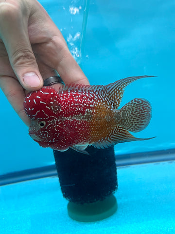 New Arrival #3 Two Tones Super Red Dragon Male Flowerhorn (SRD 2 tones color)