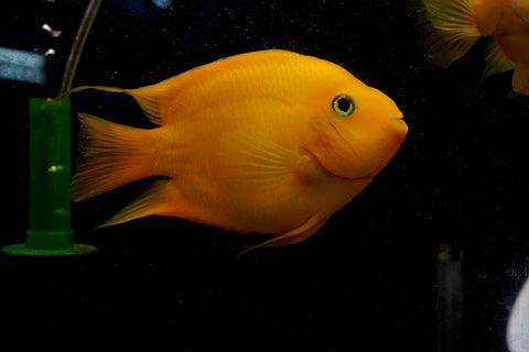 Golden Yuanbao Parrot Fish - Ground Body Parrot Cichlid  - Size 5-6” Premium Grade A