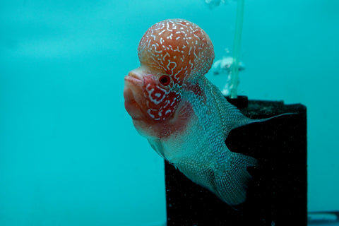 Super Red Dragon Flowerhorn (Super Big Hump Head) size 5"