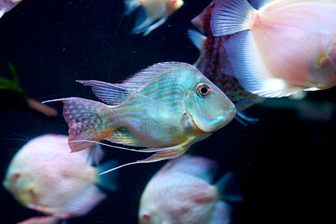 Geophagus Sveni Short Body Size 5”
