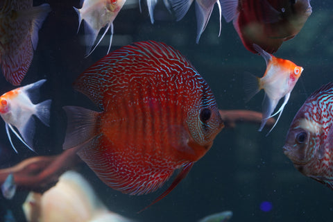 Leopard Snakeskin High Body Discus size 4.5” Premium Grade Discus