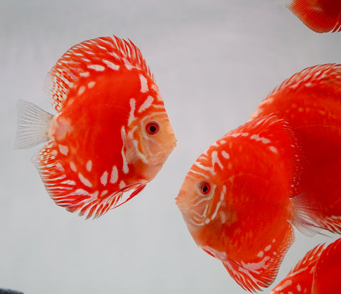 Red Panda Discus Fish 4”-4.5" High Quality Discus